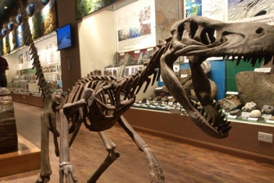 Vào cửa miễn phí bảo tàng Thiên nhiên Việt Nam